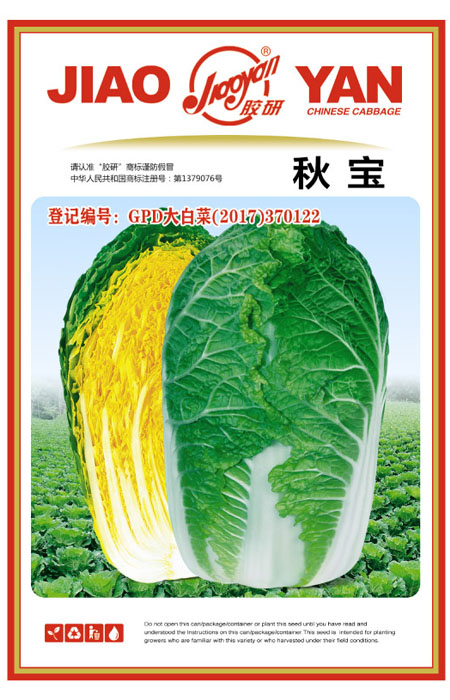 Qiubao——Autumn-sowing Cabbage
